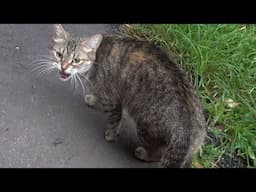 Tabby cat hissing because her kittens in the basement
