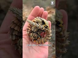 Armadillo Lizard 🦎 A Mini Dragon in Real Life!