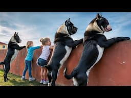 50 Best Dog Breeds For Your Family