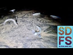 GRUNION RUN Turned Into SCULPIN SPRING ROLLS CATCH and COOK San Diego Fishing March 2025 SDFS
