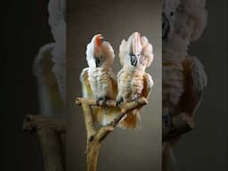 Top Grade Moluccan Cockatoos only @Shaikh.tanveer | #MoluccanCockatoos #ShaikhTanveer #Pets