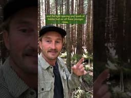 Restoring Ecological Function through Forest Thinning