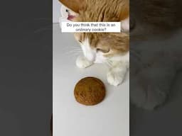 Caution!⚠Don't be scared! #thatmeowkitty