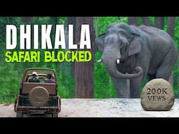 The Most Unexpected Safari in Dhikala! Twist at the End - 4K Video Hindi | हिन्दी