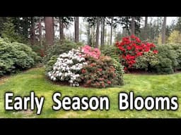 Take a Walk Through the Garden | Early Season Rhododendron Tour 2024
