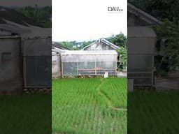 Kebun Idaman di Cirebon