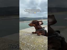 POV: You go to the beach with your dog in the UK 😂
