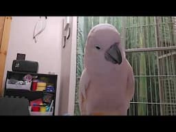 The Many Sides of a Cockatoo 🤔😆