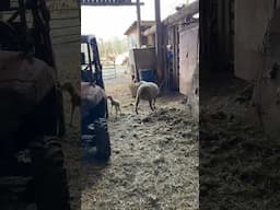 bucket sheep and lamb zoomies #shear #animals #wool #farming #ranch #sheepreproduction #thesheep