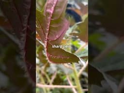 This Beautiful Plant Stings Beneficially! Stinging Nettle Urera Laciniata