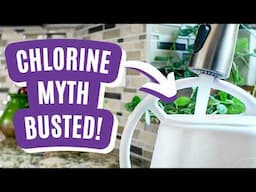 Discover the TRUTH About Chlorine and Houseplants