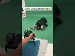 The tail wag at the end 🥺