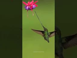 One of the most gorgeous, the Swordbill #Hummingbird in #colombia