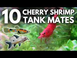 10 UNDERRATED Cherry Shrimp Tank Mates You NEED to Try!