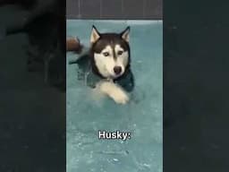 German Shepherd vs Husky🤣 Funniest Huskies | Best Videos #husky #doglovers #huskydog #shorts #dog
