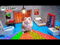 The World's Largest Hamster Prison Maze 🐹 Homura Ham Pets