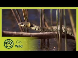 From the Border to the Foothills | Living River 1/ 2 | Go Wild
