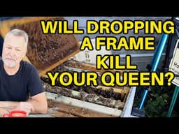Beekeeping: Will A Queen Go Back In If You Drop A Frame?
