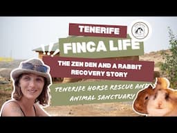 Do the Volunteers Really Get Along? Horse Stories & Rabbit Recoveries! Tenerife Horse Rescue