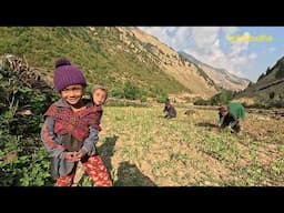 Sustainable farming practices in the Himalayas || Nepal ||