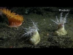 The armored sea cucumber grips the deep seafloor and rarely lets go