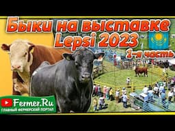 Быки Казахстана: Выставка племенных животных Lepsi-2023. Мясные породы КРС. Выставка мясных быков