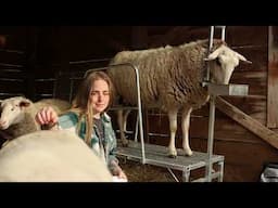 Milk Sheep With Me | Homestead Milking Routine