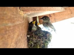 Up close bird nest cam with chicks!