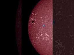 THE BEAST Sunspot‼️