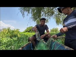 🛑Increíble 😱 Vean Cuantas Tilapias agarramos🐠 Las Pampas Pesca y Mas