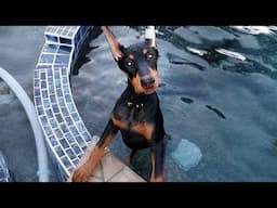 I Thought Dobies Are Serious... Until I Got Him 😂Funny DOBERMAN DOGS