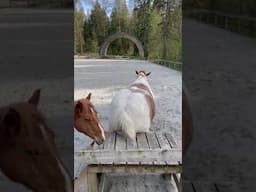 Shake Your Booty Lena! 🍑 #horses #funny #shortsfeed