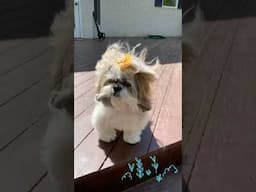 Shih Tzu Dog Gets Wind-Blown and Fluffified! 💨🤣 #shorts #shihtzu