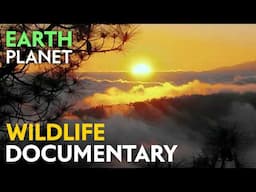Forests of Fire - Wildlife documentary | Jungle Planet series | Nature Animal Documentary
