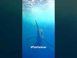 FishForever striped marlin special