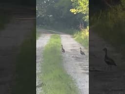 Exploring nature trails with my dog and Cybertruck