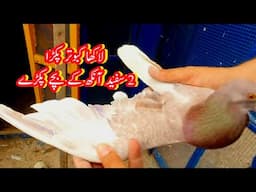 Patti Waly Bachy white eys k 3 pakry Surkha pakra Geeth Wal
