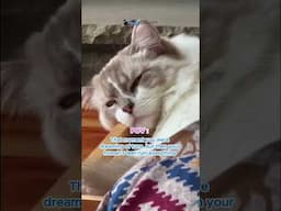 🐟 Cat's Tuna Dream Interrupted by... Feet?! (POV)