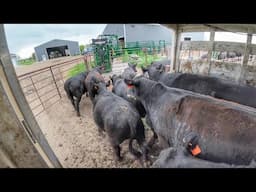 Hauling Fancy Heifers and Corn