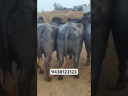 వాన కాలం లో తగ్గిన ప్యూర్ ముర్రా గేదెలు || Pure Murrah Buffalo