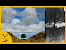 Moment famous Sycamore Gap tree is allegedly cut down shown to court