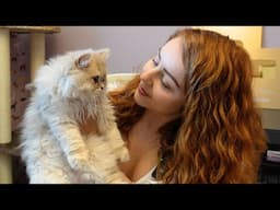 Why I chose the British Longhair Cat