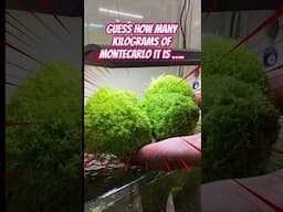 I Grow 15KG of MONTECARLO in 30 Days and You Can TOO!