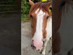 Horses crunchy carrots is SO satisfying