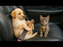 Funniest Animals 2025 😂 Best Funny Cats and Dogs 😻🐶 Part 22 | Cute Baby Dogs