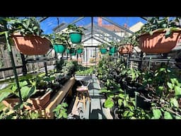 Spring greenhouse tour | max greenhouse harvests