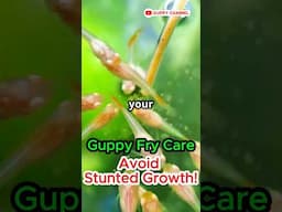 Guppy Fry Care: How To Prevent Stunted Growth ? #fishtank #guppyfishtank #guppyfry  #aquarium