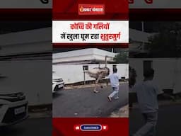 Kochi की गलियों में खुला घूम रहा शुतुरमुर्ग #ostrich #animals #animalvideos #latestnews #news