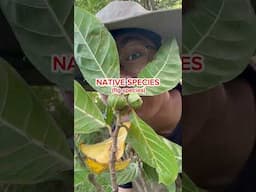 Hauili or Hawili fig