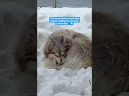 Snow dog’s DREAM life | Grim on #svalbard
